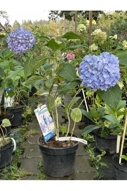 Гортензія садова Ендлесс Саммер Оріджинал - 5л/вис.40-50см/Ø30-40см